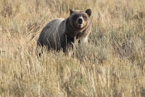 Trail Walker Assaulted by Grizzly in Yellowstone Transported to Medical Facility
