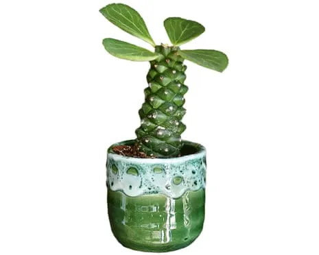 Will This Euphorbia Once Again Grow Leaves Again?